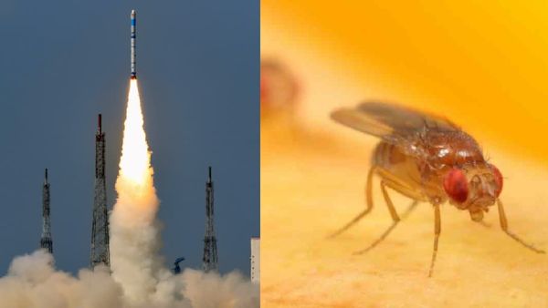 விண்வெளிக்கு பறக்கும் பூச்சிகள்.. ககன்யான் திட்டத்தில் பெரிய ட்விஸ்ட் இருக்கு! என்ன காரணம் தெரியுமா