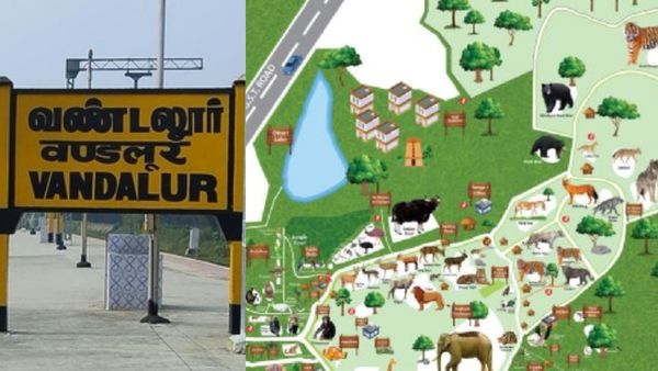 வண்டலூருக்கு வந்த விருந்தாளி.. ரயில்வே தண்டவாளத்தில் குப்புற விழுந்து.. சென்னை ஐ.டி. கம்பெனியே குறி