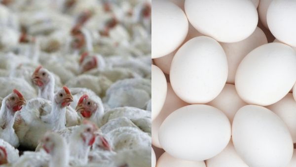 தென் மாநிலங்களில் பறவை காய்ச்சல்! சிக்கன் சாப்பிடலாமா? முட்டை பாதுகாப்பானதா? டாக்டர்கள் விளக்கம்