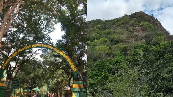 சதுரகிரி மலையில் கழுதை, எருமை போல் கத்தும் மரம்! நாய் போல் குரைக்கும் பழம்! சிலிர வைக்கும் ரகசியம்