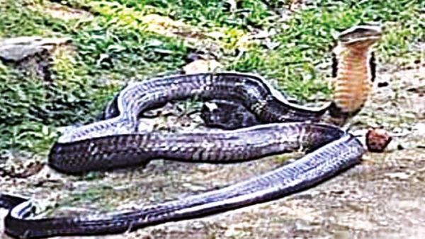 மொத்தமாக மாறிக்கிடக்கும் மாஞ்சோலை.. என்ட்ரியான காட்டு விஐபிக்கள்.. சர்வ சாதாரணமாக வந்த ராஜநாகம்