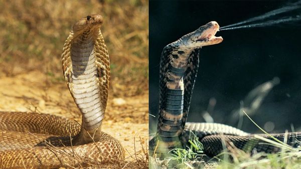 ஒரு லிட்டர் நல்லப் பாம்பு விஷம் ரூ.33 லட்சமா? அப்படி அந்த நஞ்சை என்னதான் செய்கிறார்கள் தெரியுமா?