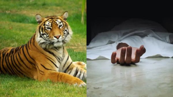 ஊட்டியில் இளைஞரை கொன்று தின்ற புலி.. விறகு சேகரித்த போது நிகழ்ந்த விபரீதம்.. என்ன நடந்தது?