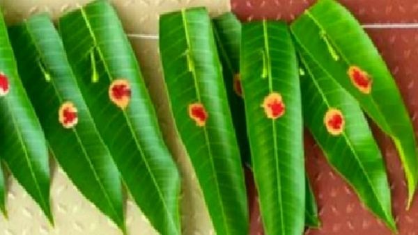 செல்வத்தை பெருக்கும் மா இலை.. பணம், மகிழ்ச்சிக்கு உதவும் மாவிலை தோரணம்.. வாஸ்து குறைபாட்டை நீக்கும்