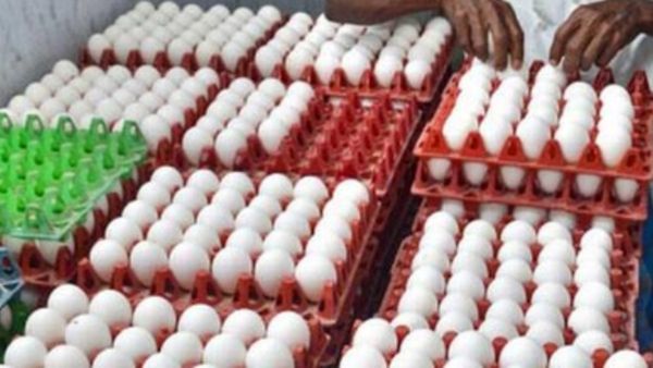 ஆப்பாயிலுக்கு ஆப்பு.. சர்ருனு சரியுதே முட்டை விலை! பறவைகாய்ச்சல்.. யார் கிளப்பி விட்டாங்கனு தெரியல!