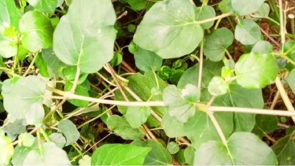 Mookirattai: மூட்டு வலியா? மூக்கிரட்டை கீரை பற்று போடுங்க! 1 வாரத்தில் பெயின் இருந்த தடமே தெரியாதே!