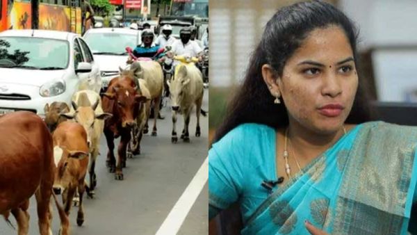 சென்னையில் ரோட்டில் சுற்றித்திரியும் மாடுகளை பராமரிக்க.. மண்டல வாரியாக 'கோசாலை'! மேயர் அறிவிப்பு