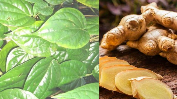 Asthma home remedy: வெற்றிலை+ ஒரு துண்டு இஞ்சி போதும்! 48 நாளில் கரைந்தோடும் சளி! ஆஸ்துமாவுக்கு பைபை