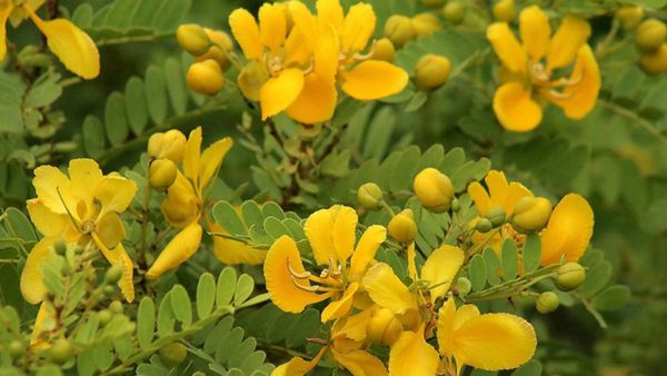 Avarampoo: தகதக தங்கம்! ஸ்பா போய் ஃபேஷியல் செய்ய போறீங்களா? ஆவாரம் பூ குளியல் பொடி பயன்படுத்துங்க