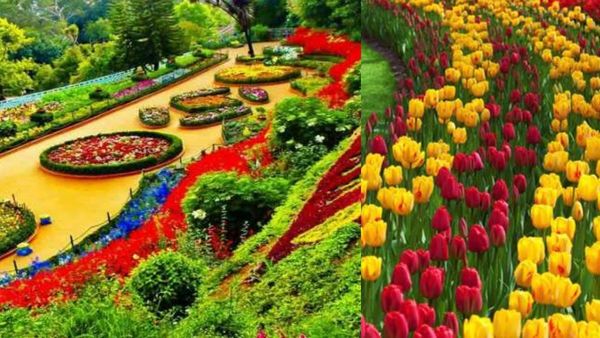 சம்மர் வந்தாச்சு.. ஊட்டியை அலங்கரிக்க போகுது மலர் கண்காட்சி.. இந்த ஆண்டு என்ன ஸ்பெஷல்.. முழு விவரம்