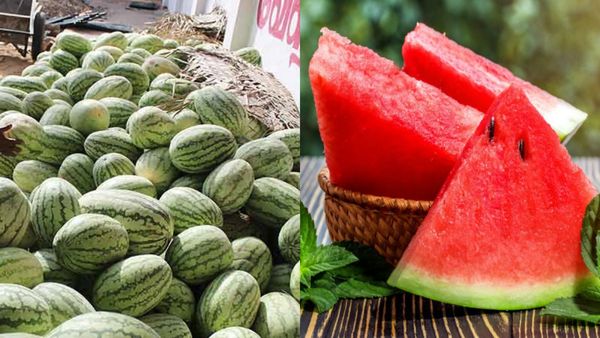 இனிப்பா.. சிவப்பா..! ரோட்டோர தர்பூசணியில் கேன்சர் ஆபத்து..அதென்ன எரித்ரோசின்? எப்படி கண்டுபிடிப்பது?