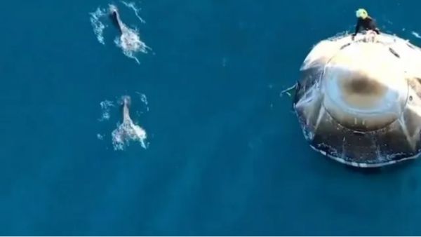 டிராகன் கேப்சூலை சுற்றி சுற்றி வந்து.. பூமிக்கு திரும்பிய விண்வெளி வீரர்களை வரவேற்ற டால்பின்கள்!