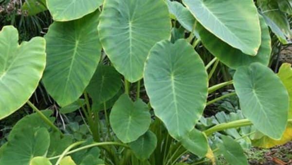 சேப்பங்கிழங்கு இலையின் சத்துக்கள்.. நீரிழிவு நோயாளியின் சஞ்சீவி.. கேன்சரை தடுக்கும், ரத்தம் பெருகும்