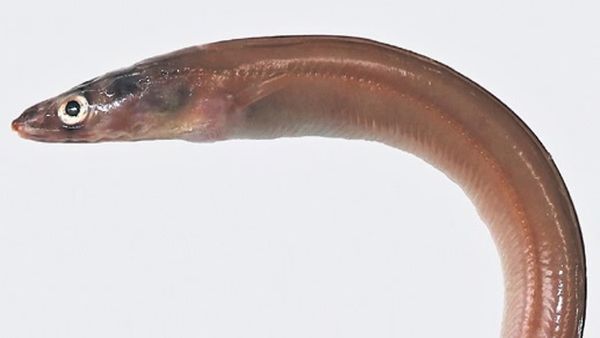 தூத்துக்குடியில் கண்டுபிடிக்கப்பட்ட புதிய வகை விலாங்கு மீன் ‘தமிழிகம்’.. அதிகாரிகள் வெளியிட்ட அறிவிப்பு