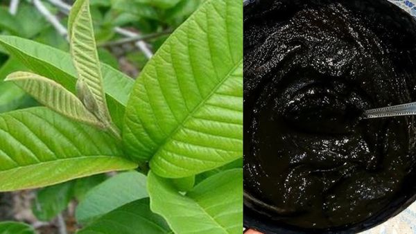 Home made Hair Dye: 2 கொய்யா இலைகள் போதும்! நரை முடியை கருமையாக்கலாமே! வீட்டிலேயே டை எப்படி செய்வது?