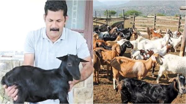 உலகமே ஆச்சரியத்துடன் பார்க்கும் கொங்கு நாட்டு விலங்கு... கின்னஸ் சாதனை படைத்த ‘கரும்பி’ ஆடு