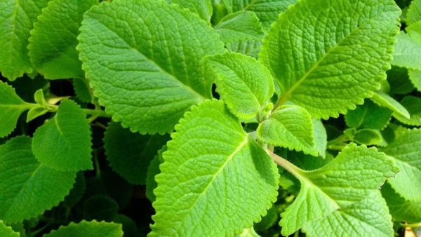 Karpooravalli: சளி, இருமல், தொண்டை கரகரப்பா! ஆமாம்பா ஆமாவா? வீசிங்கிற்கு அருமருந்து