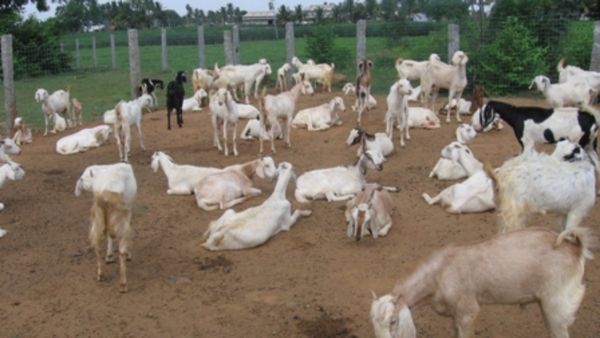 கொட்டகையில் ஆடு வளர்க்கணுமா? மாடு, கோழி பண்ணைக்கு 50% மானியம்.. சூப்பர் திட்டத்தால் நெல்லை மகிழ்ச்சி