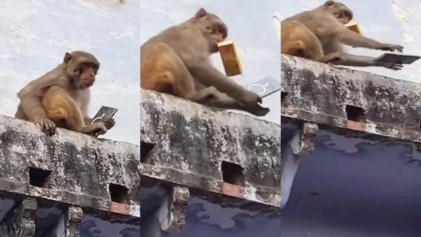 அந்த டீலிங் புடிச்சிருக்கு.. ரூ1 லட்சம் போனை தூக்கிய குரங்கு! பேரம் பேசி வாங்கிய உரிமையாளர்! வீடியோ