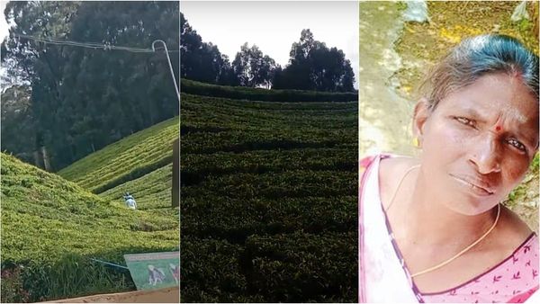 ஊட்டி அருகே தேயிலை பறிக்க சென்ற அஞ்சலை.. காட்டில் கண்ட காட்சி.. ஆடிப்போன ஊர் மக்கள்