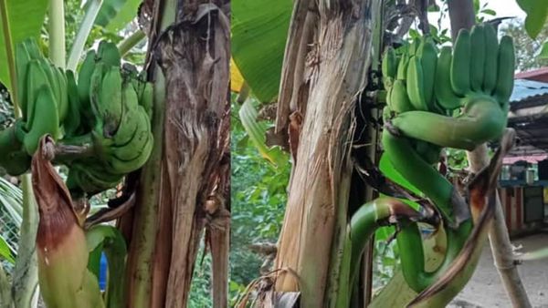 அதென்ன நாகையில் தலைகீழா தொங்குது? அம்மன் கோயிலுக்குள் அதிசயம்.. பரிகார வாழை தோட்டத்தில் ஆச்சரியம்