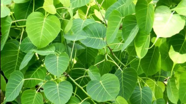 குடிபழக்கம் உள்ளவர்களின் ஈரலை பாதுகாக்கும் அருமருந்து! மஞ்சள் காமாலையை விரட்டும் அரச மரத்து இலை! 