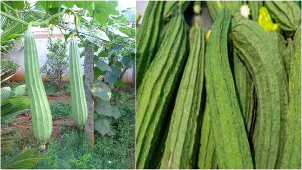 Peerkangai: பார்க்க சொரசொரப்பா இருக்குமே பீர்க்கங்காய்! அதை சாப்பிட்டால் சர்க்கரை நோயை குறைக்குமே!