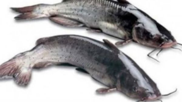 கெளுத்தி மீனின் அற்புதமான பயன்கள்.. பெண்கள், குழந்தைகளுக்கு உயர்தர புரோட்டீன், கால்சியம் சத்துக்கள்