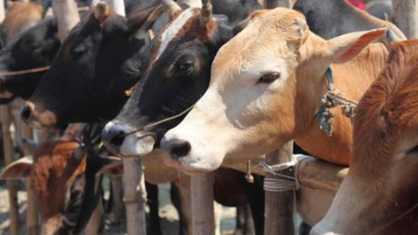 மாடு முட்டி மாணவன் பலி.. சென்னையில் சண்டை போட்ட மாடுகளை விரட்டியபோது பெயிண்டர் படுகாயம்!