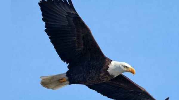 வியாழக்கிழமையா பார்த்து கருட தரிசனம் செய்யுங்கள்! கண்டம் நீங்கி உங்கள் ஆயுள் அதிகரிக்கும்!