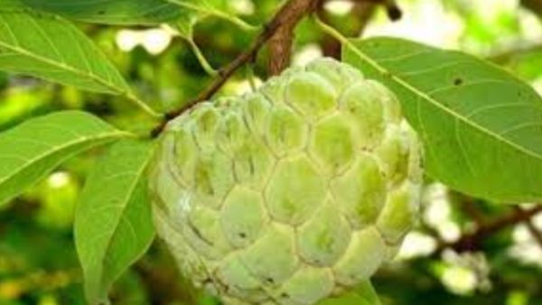 சீத்தாப்பழ இலை அற்புதம்.. நீரிழிவு, கேன்சரை நெருங்கவிடாது.. சீதாப்பழத்தின் விதைகளில் அபார சத்துக்கள்