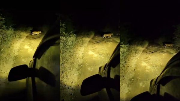 கொத்தமல்லி தழையை கொண்டு சென்ற விவசாயி.. திடீர்னு தாளவாடி சாலையை கடந்து போன உருவம்.. ஸ்டன் ஆன ஈரோடு