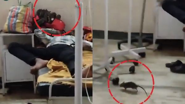 தலைக்கு மேலே துள்ளி குதிக்கும் எலிகள்..ம.பி ஹாஸ்பிடலில் அதிர்ச்சி!வீடியோவை பார்த்தா ஷாக் ஆகிடுவீங்க!