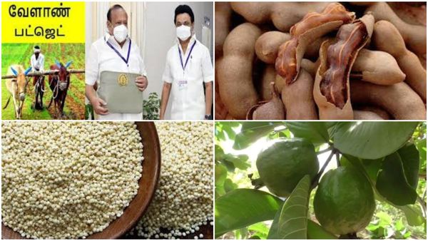 நத்தம் புளி, நல்லூர் வரகு, ஆயக்குடி கொய்யாவுக்கு புவிசார் குறியீடு! வேளாண் பட்ஜெட்டில் அறிவிப்பு