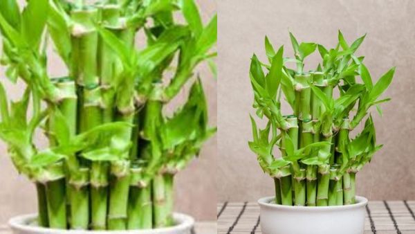 குபேர மூலையில் பணம் கொட்டணுமா? அப்ப இந்த செடியை விடாதீங்க.. சூப்பர் அதிர்ஷ்டம் தரும் மருத்துவ குணம்