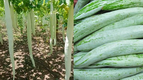 உள்மூலம், வெளிமூலம்! எதுவாக இருந்தாலும் புடலங்காய் போதும்! 12 நாள் கேப்விட்டு சாப்பிடுங்க!