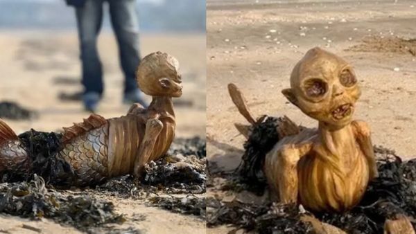 பார்க்கவே பயங்கரமா இருக்கே.. பீச்சில் கரையொதுங்கிய விசித்திர 