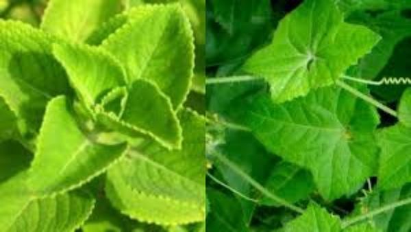 ஓமவள்ளி இலை பெஸ்ட் மூலிகை.. ஓமவல்லி மருந்து குழம்பின் பயன்கள்.. ஓமவல்லி இலைகள் 