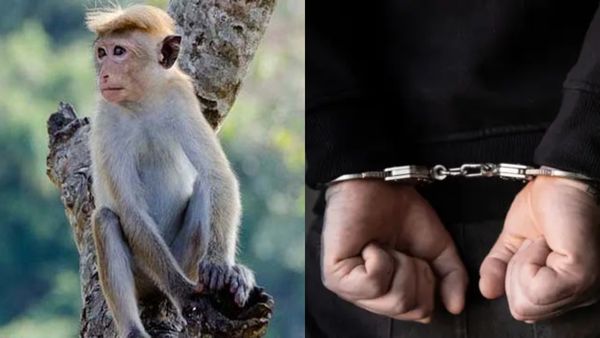 திண்டுக்கல் கொடுமை! மாங்காய் திருடிய குரங்கு சுட்டுக் கொலை- சமைத்து சாப்பிட்ட இருவர் அதிரடி கைது!