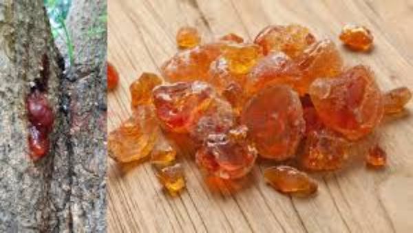 முன்னூறு நோயை நொறுக்கும் முருங்கை.. ஆணின் இயற்கையான தங்க பஸ்பம் முருங்கை பிசின்.. அற்புத சத்துக்கள்