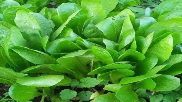 பச்சை வைரம் காசினி கீரை.. தங்க மூலிகை தரும் தங்கமான பலன்கள்.. காசினி கீரையில் அத்தனையும் சத்துக்கள்