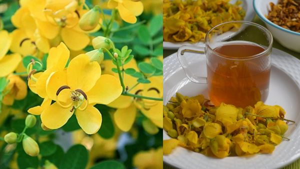 அற்புதமான ஆவாரம் பூ! சிறுநீரகம் முதல் புற்றுநோய் வரை! டீ போட்டு குடித்தால் போதும்!