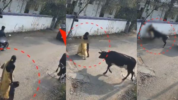 சென்னை கொளத்தூரில் அதிர்ச்சி! சாலையில் நடந்து சென்ற பெண்ணை முட்டி தூக்கிய மாடு.. பரபரப்பு வீடியோ