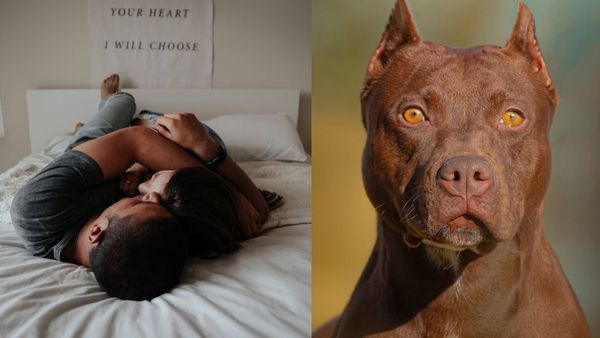 காதலியுடன் படுக்கையை பகிர்ந்த ஓனர்.. பார்த்ததும் ‛பிட்புல்’ நாய் செய்த சம்பவம்.. எல்லாமே போச்சு