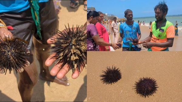 திருச்செந்தூர் கடலில் மிதந்த முள்ளெலிகள்.. வலியால் துடித்தலறிய பக்தர்கள்! அதிகாரிகள் சொன்ன விளக்கம்!