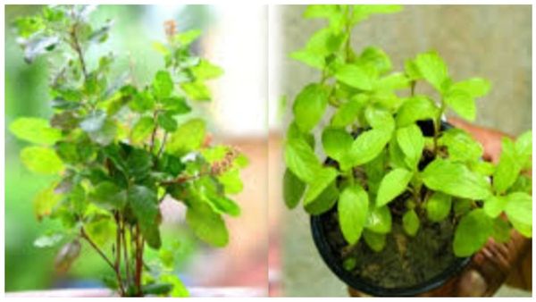 தப்பித் தவறியும் துளசியை இப்படி பறிக்காதீங்க.. பணம், மகிழ்ச்சிக்கு துளசி இலையின் பரிகாரம்.. சிறப்பு