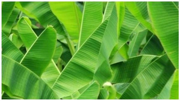 வாழை வாழ வைக்கும்.. வாலையிலை அல்வா தெரியுமா? குளிர்ச்சி தரும் வாழைக்குளியல் முக்கியத்துவம் பாருங்க