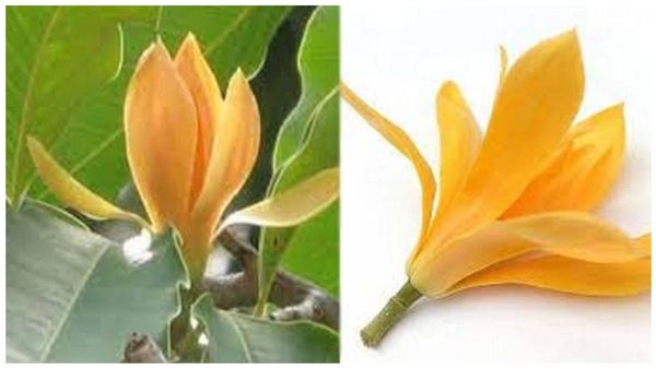 இனிக்கும் இல்லறத்துக்கு செண்பகப் பூ.. சிறுநீரகம், நரம்பு, ஆரோக்கியம் காக்கும் செண்பக பூக்கள் கஷாயம்