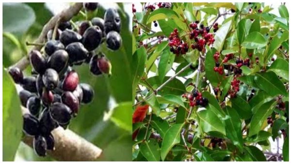 கிட்னி கல் வெளியேற நாவற் பழங்கள்.. எலும்பு, பற்கள் வலுபெற இனிப்பு, துவர்ப்பு நிறைந்த நாவல் இலை தூள்