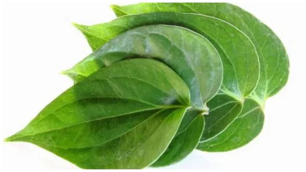 வெற்றி தந்த கும்பகோணம் வெற்றிலை.. கிடைத்தது புவிசார் குறியீடு.. தஞ்சாவூர் ஹேப்பி.. இது வெத்தல ஸ்பெஷல்